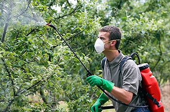 Pentru a crește randamentul de mere, 6 hectare