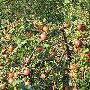Pentru a crește randamentul de mere, 6 hectare