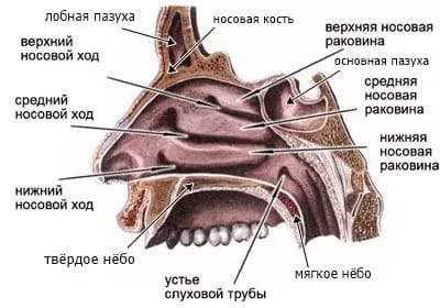 Що таке синусит - класифікація синуситів методи діагностики і лікування