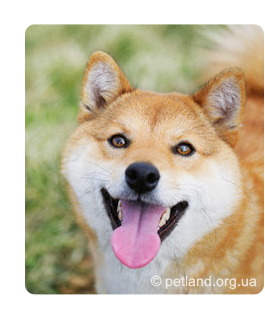 Siba Inu (shiba-inu)