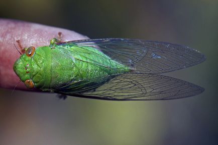 Cicada - amulet de protecție și asistent în timpul schimbărilor, vântului și apei