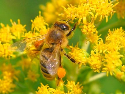 Pollen Fogyasztó - mítoszok és a valóság