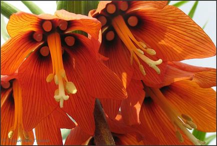 Floarea coroanei imperiale, ce mituri și legende sunt asociate cu istoria sa, ceea ce numește încă