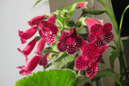 Квітка колерія догляд в домашніх умовах і розмноження з фото і відео