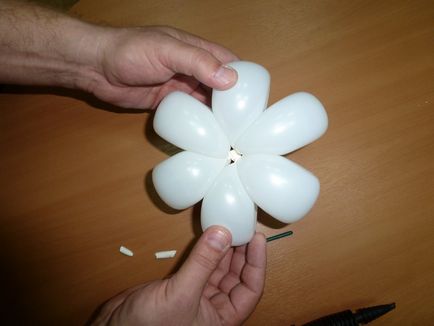 Daisy virág shdm - Company bűvész (Kazan)