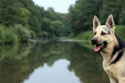 Cele mai bogate zece animale din lume