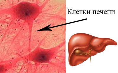 Detoxificarea corpului - cum să cureți corpul acasă