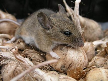 Дія ультразвуку на щурів і мишей домашні відлякувачі