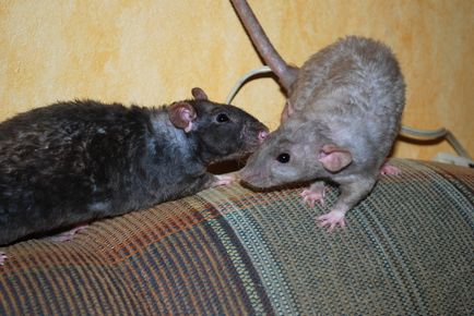 Дія ультразвуку на щурів і мишей домашні відлякувачі