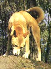 Дінго, австралійський дінго (canis dingo), дикі собаки, кенгуру, зоолог, ватажок, паніка, видобуток,