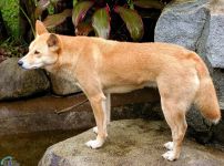 Dingo, dingo australiană (canis dingo), câini sălbatici, cangur, zoolog, lider, panică, pradă,