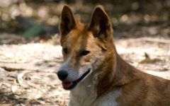 Dingo, dingo australiană (canis dingo), câini sălbatici, cangur, zoolog, lider, panică, pradă,