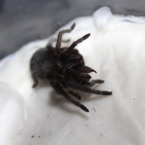 Sindromul dischinetic la păianjenii de tarantula