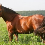Донська порода коней історія, екстер'єр, фото, мої конячки