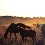 Донська порода коней історія, екстер'єр, фото, мої конячки