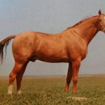 Don rasa de cai istorie, exterioară, fotografie, caii mei