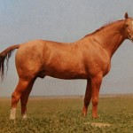 Don fajta lovak, történelem, külső, fotó, lovam (Don) Don fajta lovak, történelem, külső, fénykép, a lovak