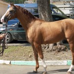 Донська порода коней історія, екстер'єр, фото, мої конячки