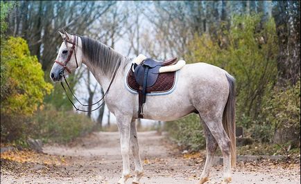 Переваги та особливості терской породи коней