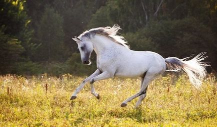 Переваги та особливості терской породи коней