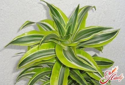 Dracaena îngrijire parfumată, reproducere