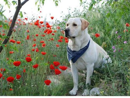 Képzés Labrador valamint, hogy mikor indul állatvilág