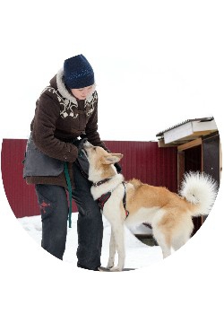 Instruirea câinilor în Iekaterinburg - câini de pregătire, cîine de pregătire