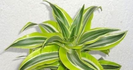 Specii specii și reguli de îngrijire din speciile Dracaena