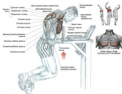 Exerciții eficiente pentru mușchii pectorali
