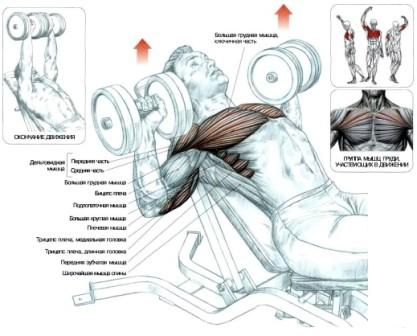 Ефективні вправи для грудних м'язів
