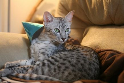 Egyptian Mau descrie rasa cu fotografie