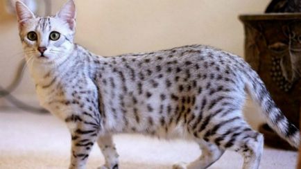 Egyptian Mau descrie rasa cu fotografie