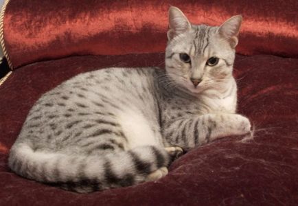 Egyptian Mau descrie rasa cu fotografie