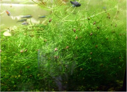 Un alt indicator foarte important al stării biochimice a apei în acvariu, o-gorod (unul) Un alt indicator foarte important al stării biochimice a apei în acvariu, o-gorod