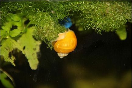 Un alt indicator foarte important al stării biochimice a apei în acvariu, o-gorod