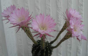 Speciile Echinopsis, îngrijire, transplant, reproducere