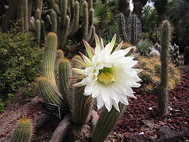 Speciile Echinopsis, îngrijire, transplant, reproducere