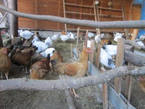 Farm Baromfi - celhozportal (vásárlási területek dekoráció) Farm Baromfi - celhozportal