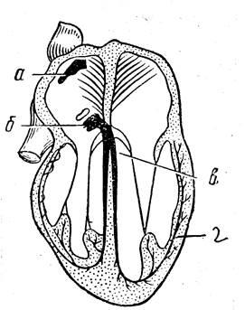 Proprietățile fiziologice ale mușchiului cardiac - stadopedia