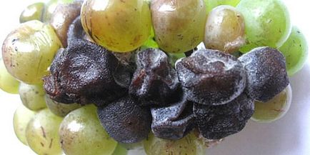 Фото хвороб винограду - сіра, біла, чорна гниль і боротьба з ними, відео