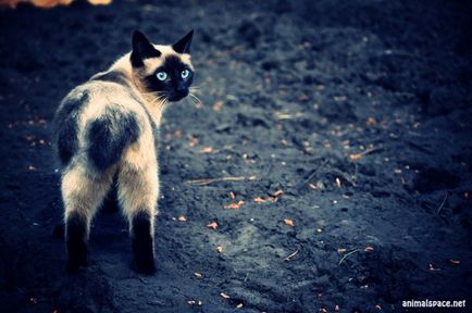 Фотографії кішок - новини про тварин, рідкісні тварини і міфічні тварини на