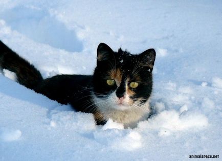 Fotografii de pisici - știri despre animale, animale rare și animale mitice pe