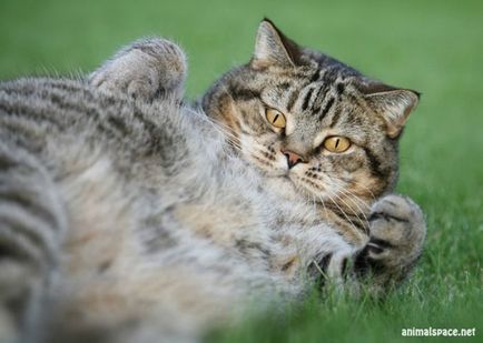 Фотографії кішок - новини про тварин, рідкісні тварини і міфічні тварини на