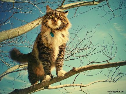 Fotografii de pisici - știri despre animale, animale rare și animale mitice pe