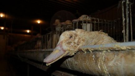 Foie Gras este o delicatesă sau un produs de cruzime și violență