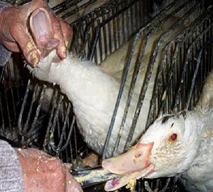 Foie Gras este o delicatesă sau un produs de cruzime și violență