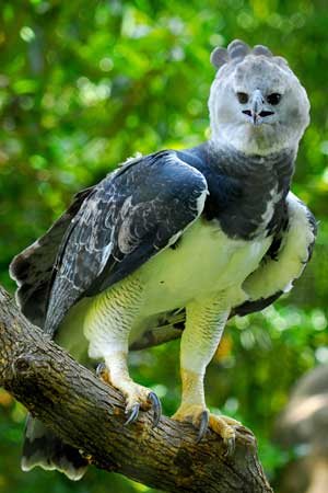 Harpy, harpa de păsări, pasăre de pradă harpy, animale