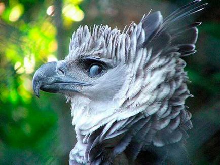 Harpy, harpa de păsări, pasăre de pradă harpy, animale