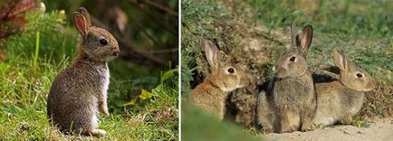 Де живуть дикі кролики - факти і кролики - розведення кроликів - статті про кроликів