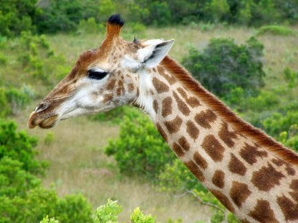 Genetica a aflat cum girafele pot crește gâturi lungi - știință